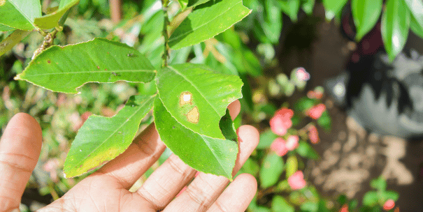 Plagas estacionales: tipos y cómo prevenirlas |   Plaguitecno